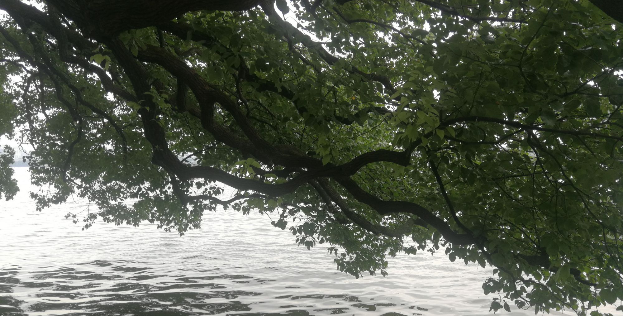 那些长在西湖边与众不同的树木_高清图集_新浪网