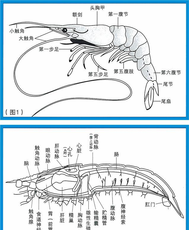到底能不能吃?终于搞明白了|虾|虾头|精华_新浪新闻