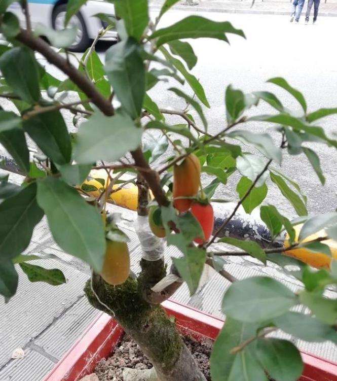 只有雌性金弹子,用4个方法,一样能让它年年结果