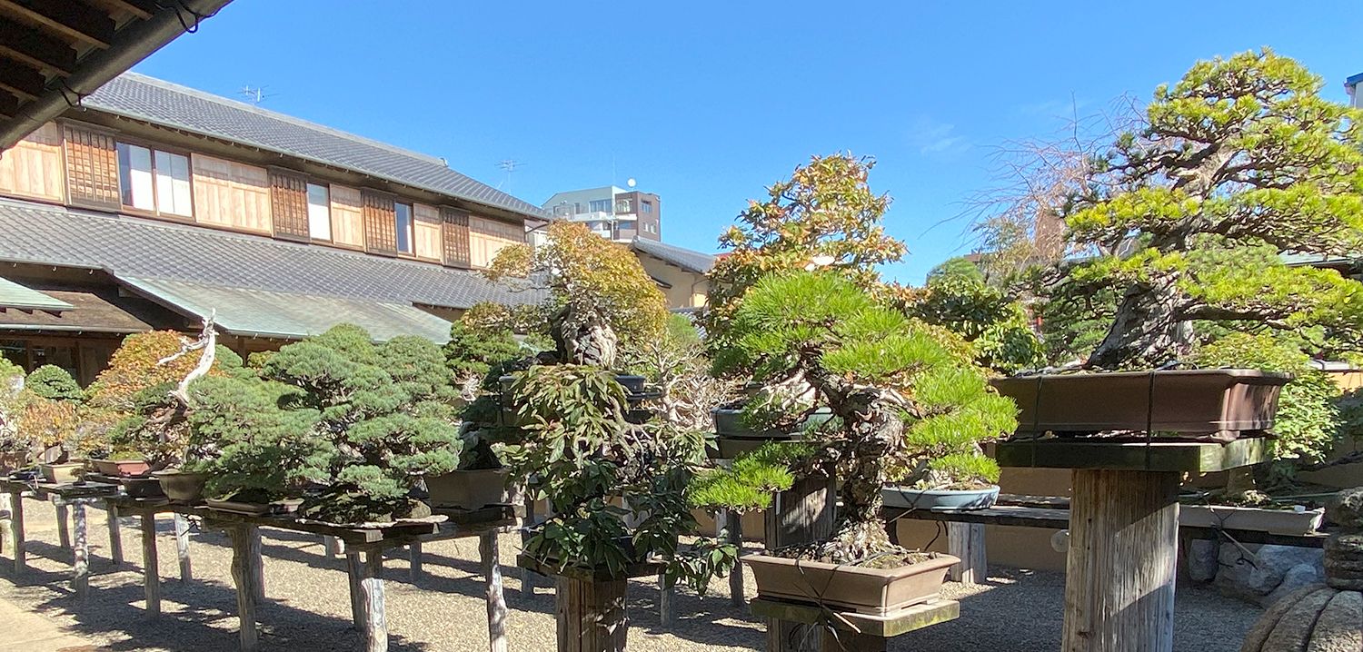 盆景植物对枝干的造型要求 这样构思 起到 藏 与 隐 的作用