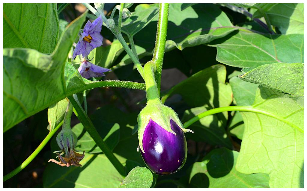 农民种茄子,掌握茄子摘叶时间,确保果实光滑