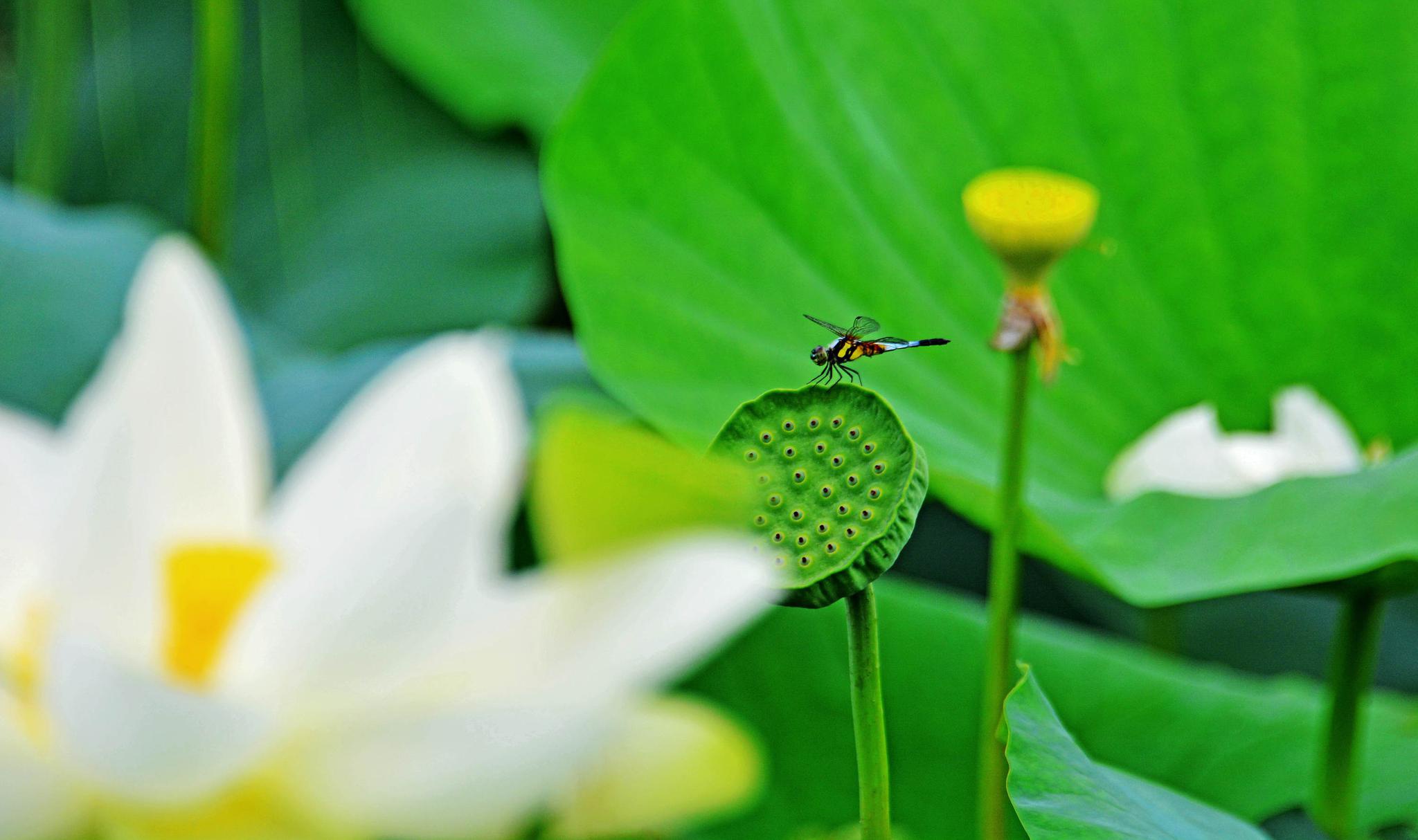 蜻蜓双飞恋荷塘,摄于江苏省无锡市锡山区锡北镇斗山村草塘里.