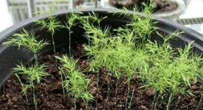 想养文竹2个繁殖方法自己就能种一盆变3盆枝繁叶茂