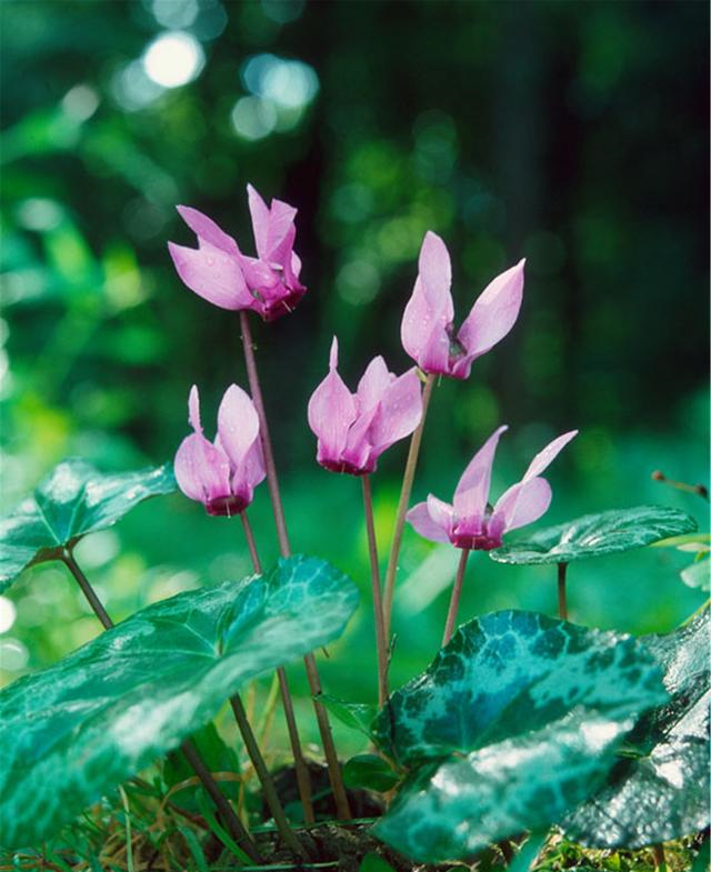 仙客来即将进入“睡眠”模式,调整养护,来年花量翻倍休闲区蓝鸢梦想 - Www.slyday.coM 仙客来即将进入“睡眠”模式,调整养护,来年花量翻倍休闲区蓝鸢梦想 - Www.slyday.coM