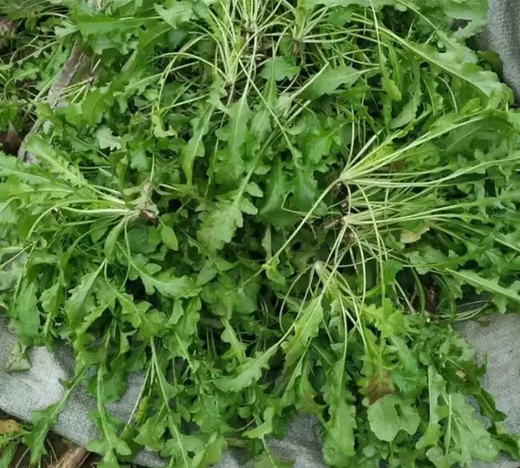 你瞧,那一只只白胖胖的荠荠菜饺子,包进去的不仅有野菜,还有暖暖的