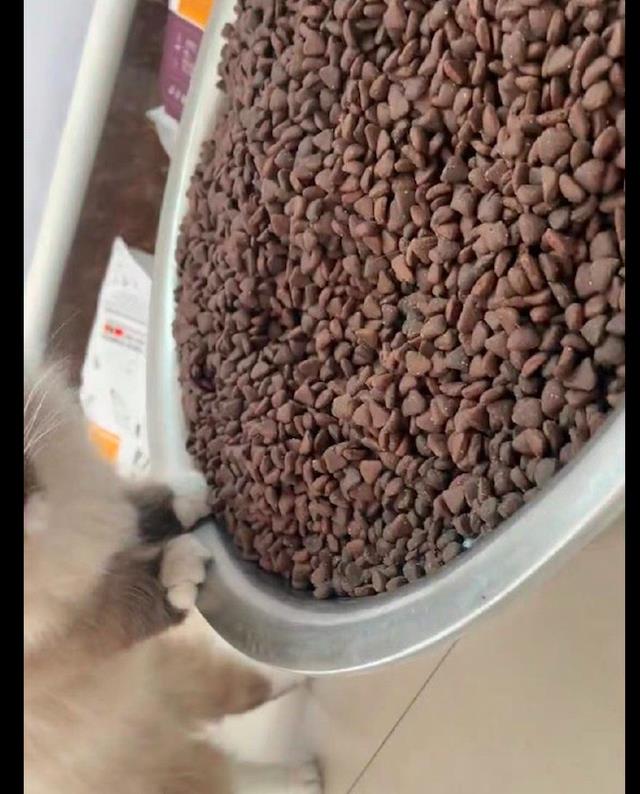 网友抱怨小猫没吃饱叛逆老爸直接倒了一盆猫粮又好气又好笑