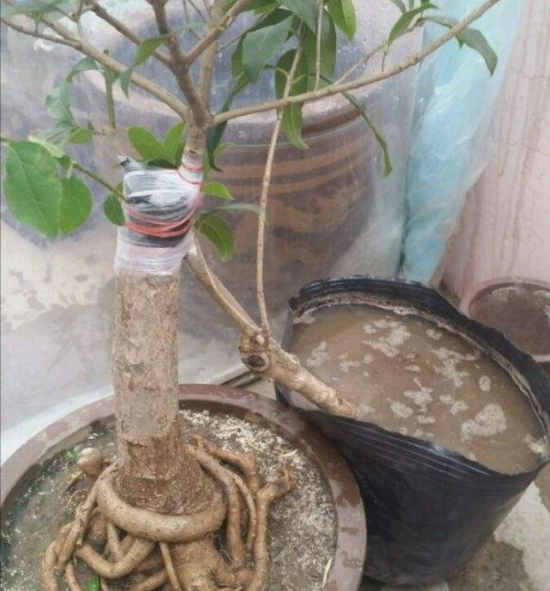 桂花不容易扦插试试1种靠接方法成型更快当年开花