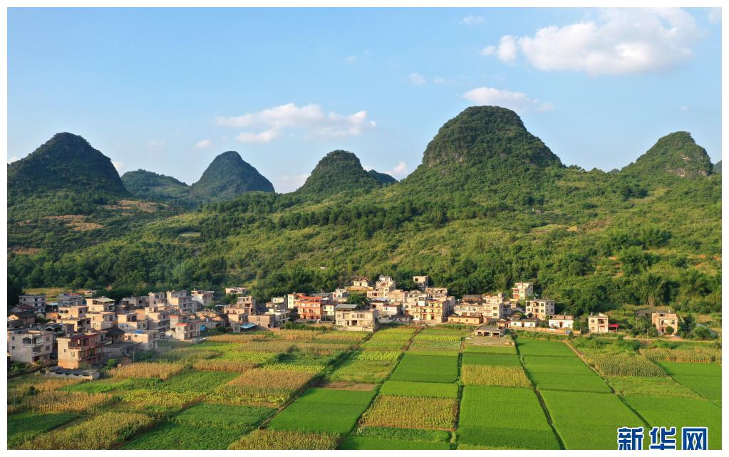 盛夏时节,广西平乐县张家镇田园郁郁葱葱,美不胜收(7月14日摄,无人机