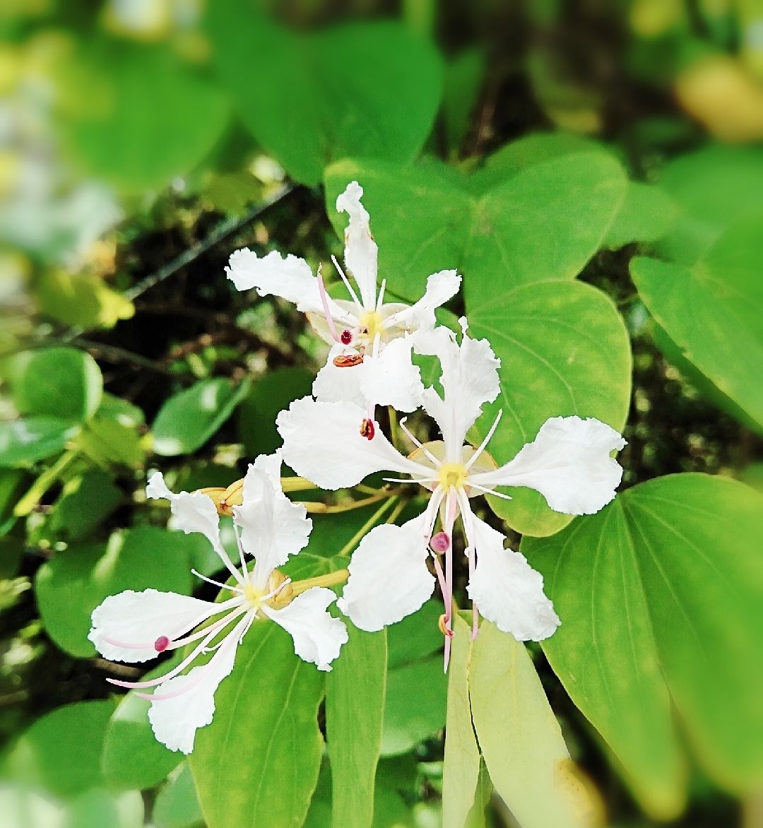 感受植物之美:粉叶羊蹄甲