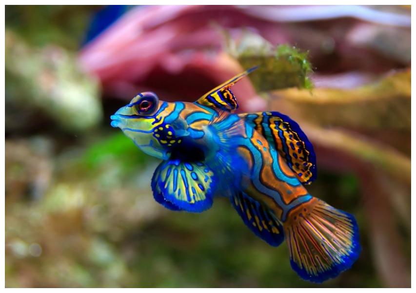 心理测试四条鱼哪条最好看测你今生能否大富大贵