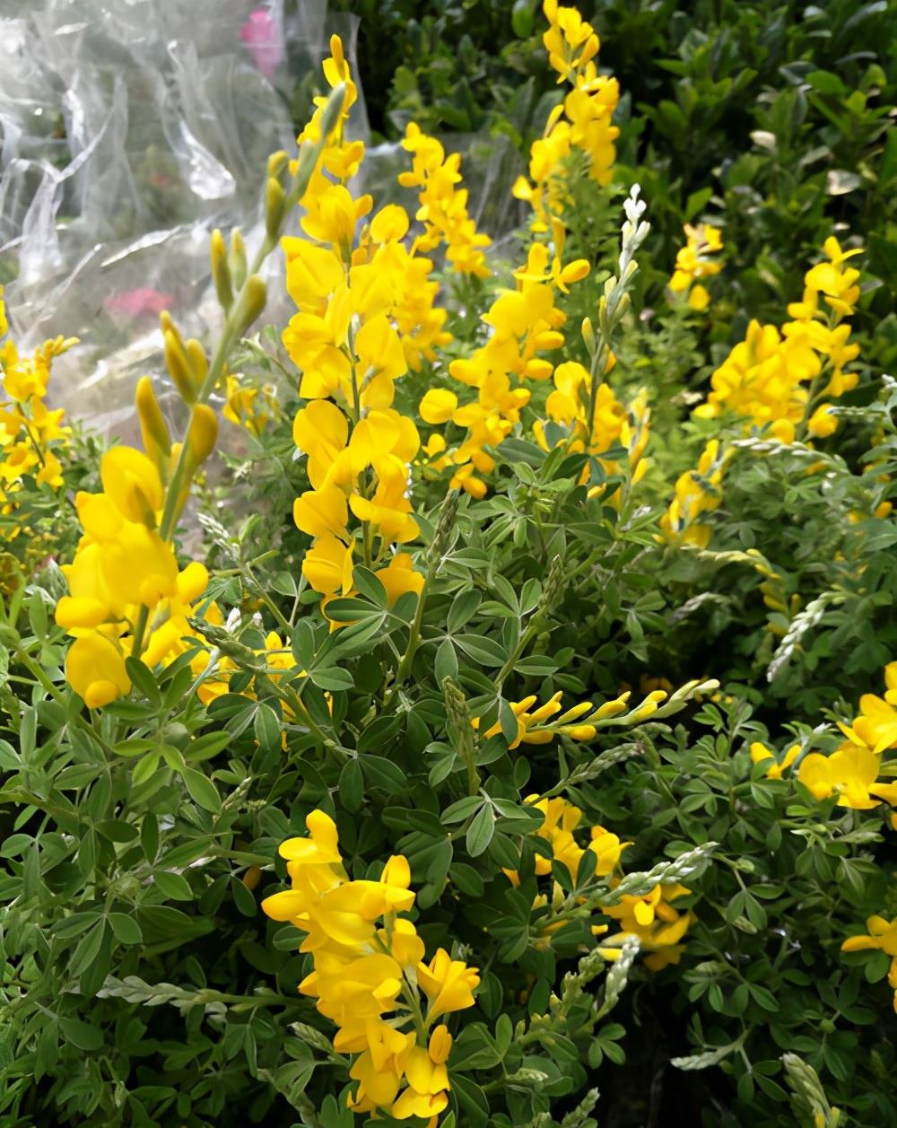 匍匐生长的金雀花,开花金灿灿极耀眼,记住这几点开得旺