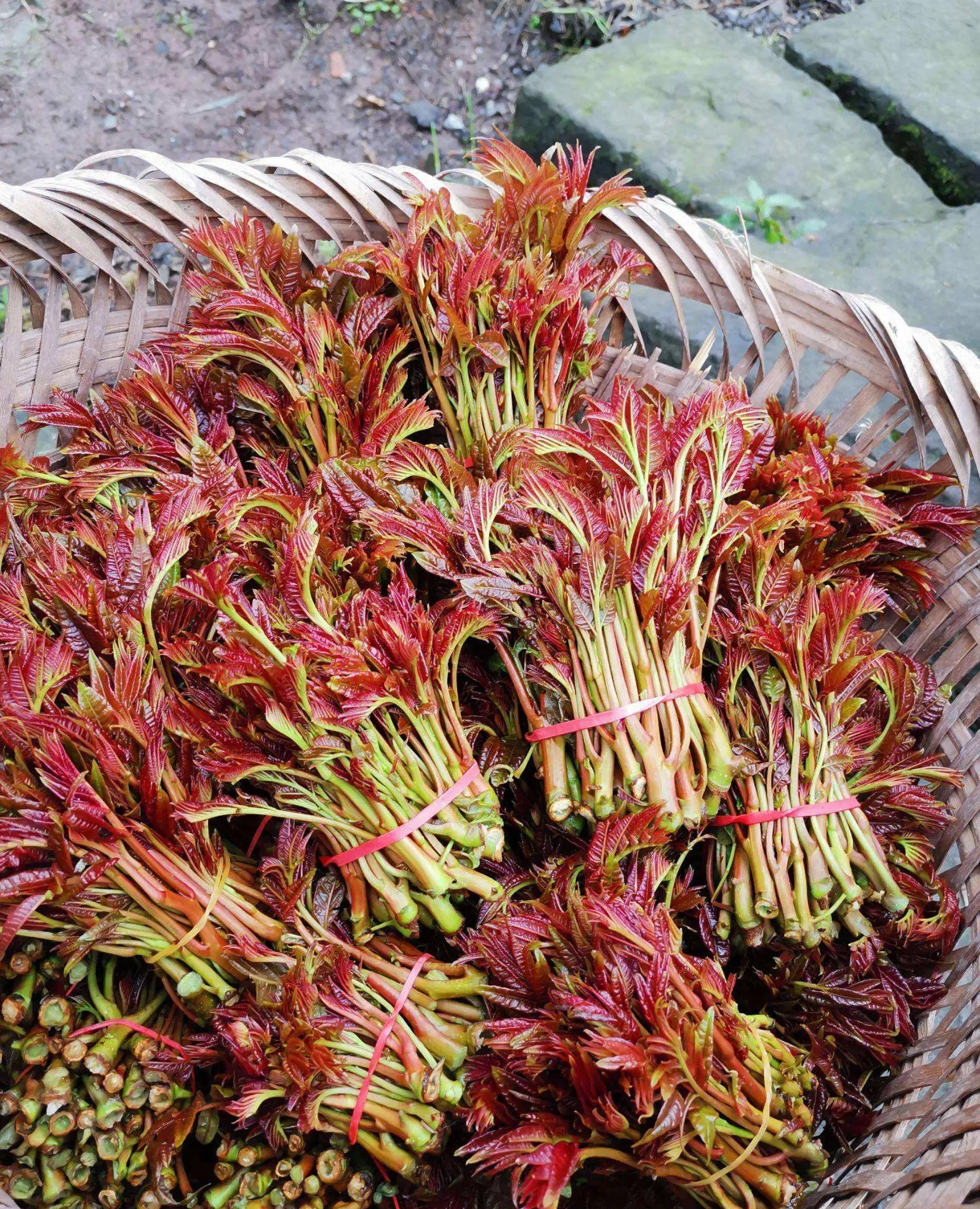 树上蔬菜—香椿芽,春天的气息!