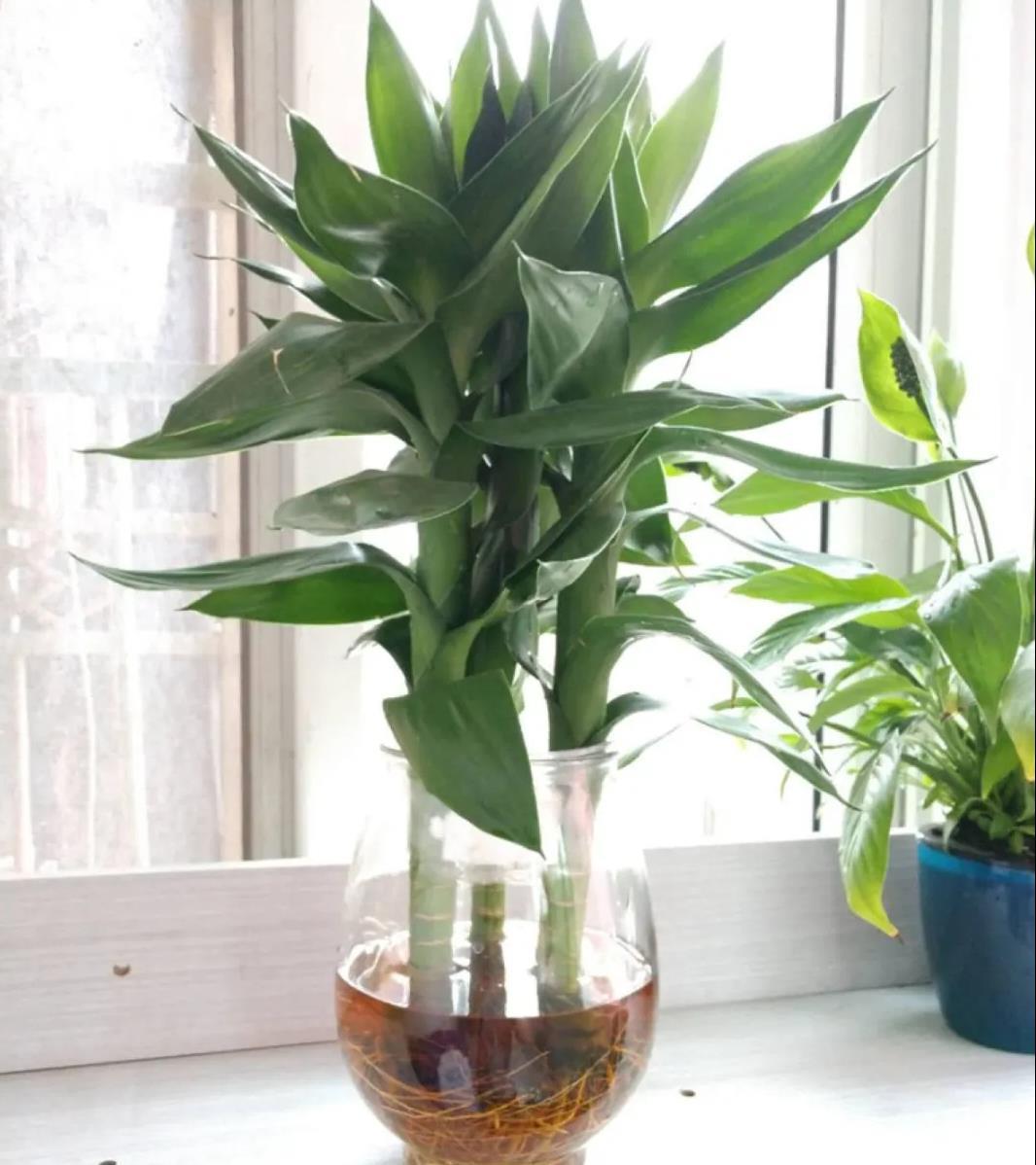 家里为什么不能养富贵竹(家里为什么不能养富贵竹富贵竹有毒吗)