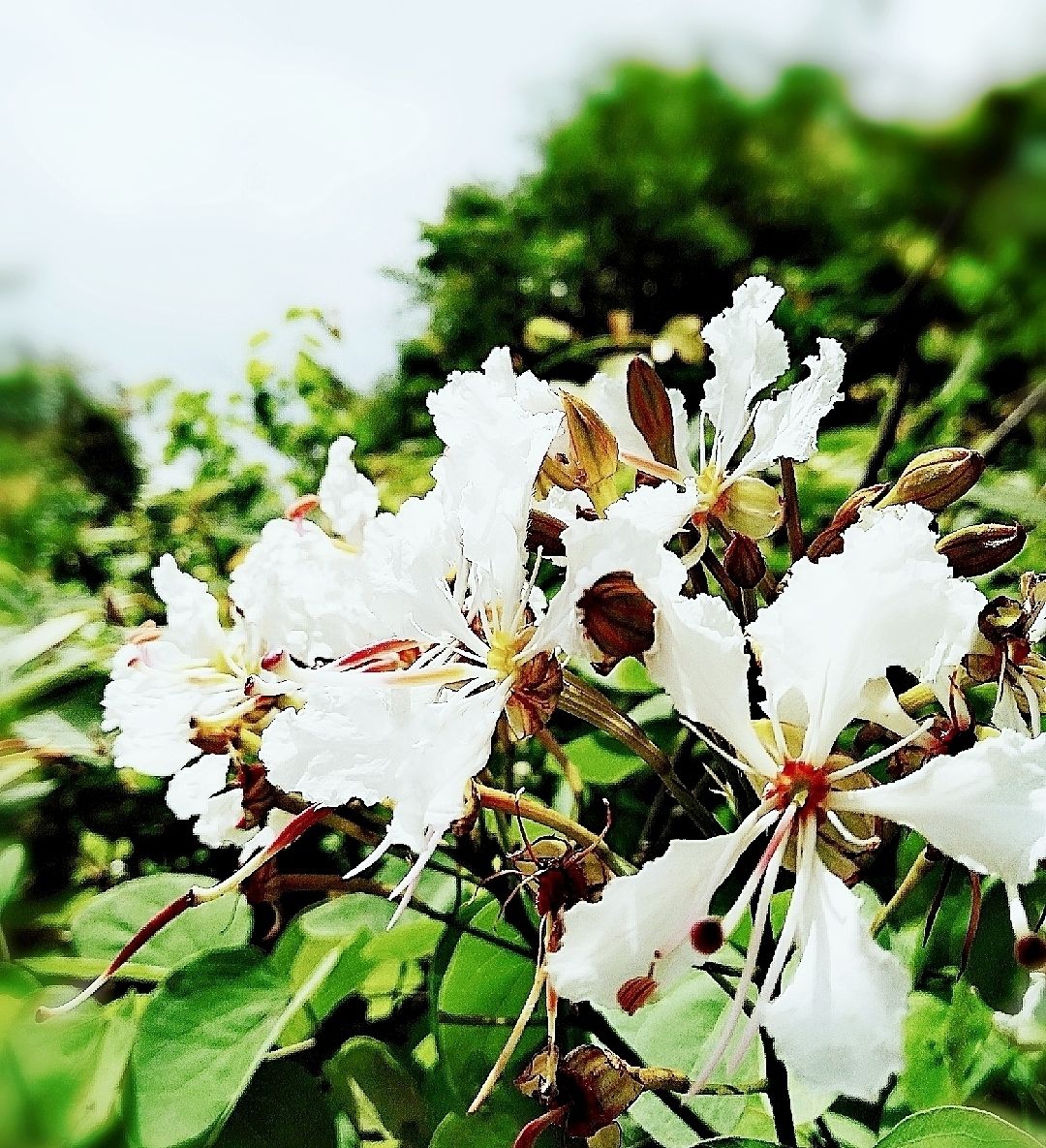 感受植物之美:粉叶羊蹄甲