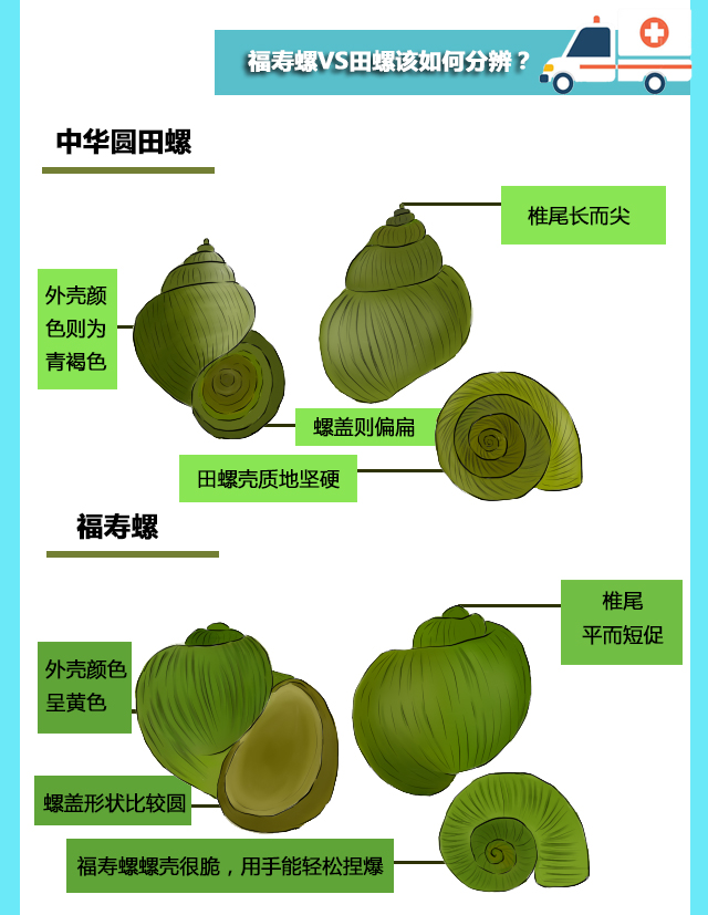 你在享受嘬田螺之前,是否想过或许是致命的福寿螺?一图教你辨别