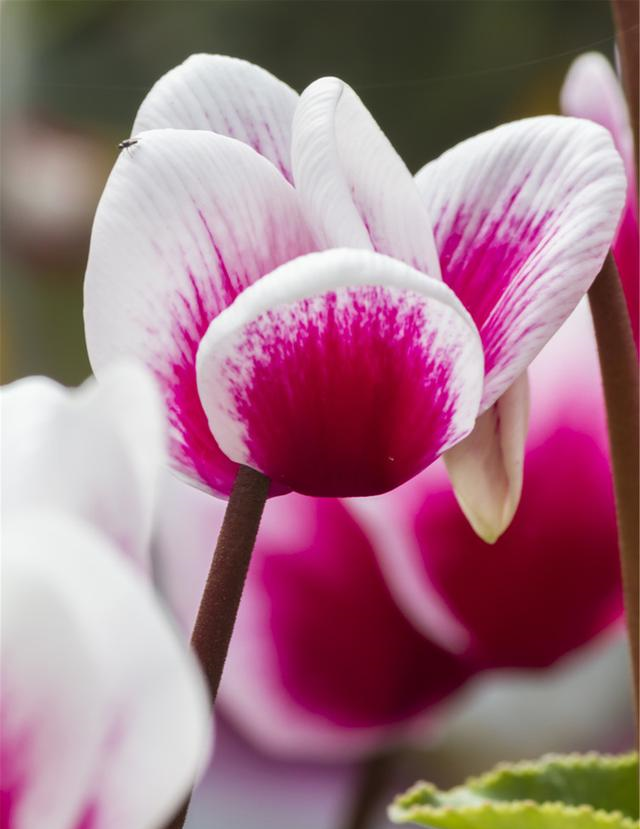 仙客来即将进入“睡眠”模式,调整养护,来年花量翻倍休闲区蓝鸢梦想 - Www.slyday.coM 仙客来即将进入“睡眠”模式,调整养护,来年花量翻倍休闲区蓝鸢梦想 - Www.slyday.coM