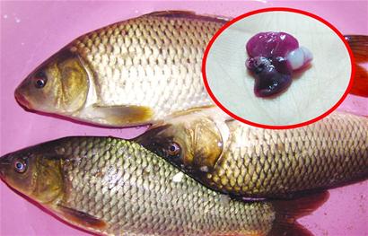 鱼胆的胆汁中含有胆酸,牛黄胆酸,牛黄去氧胆酸等不