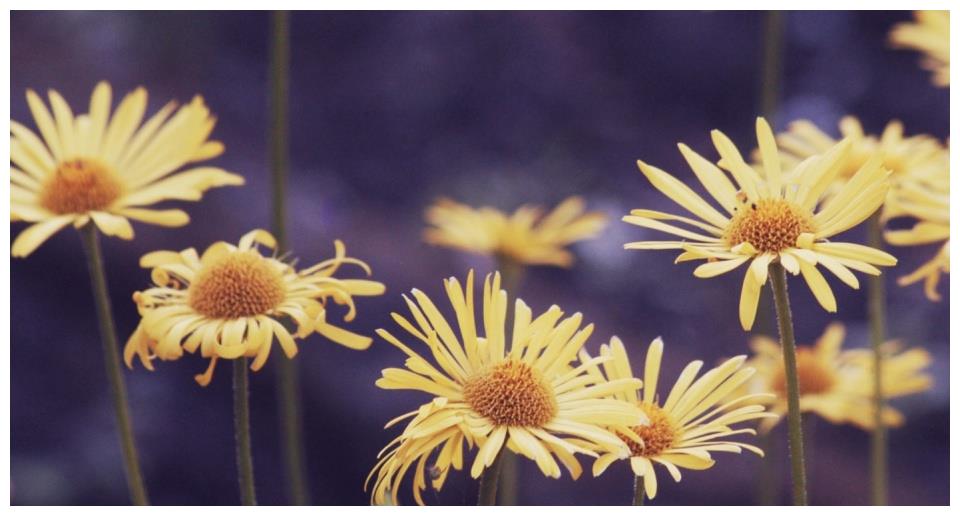 10月底近期兔 牛 龙三生肖财神爷眷顾他们 添财添喜大吉大利