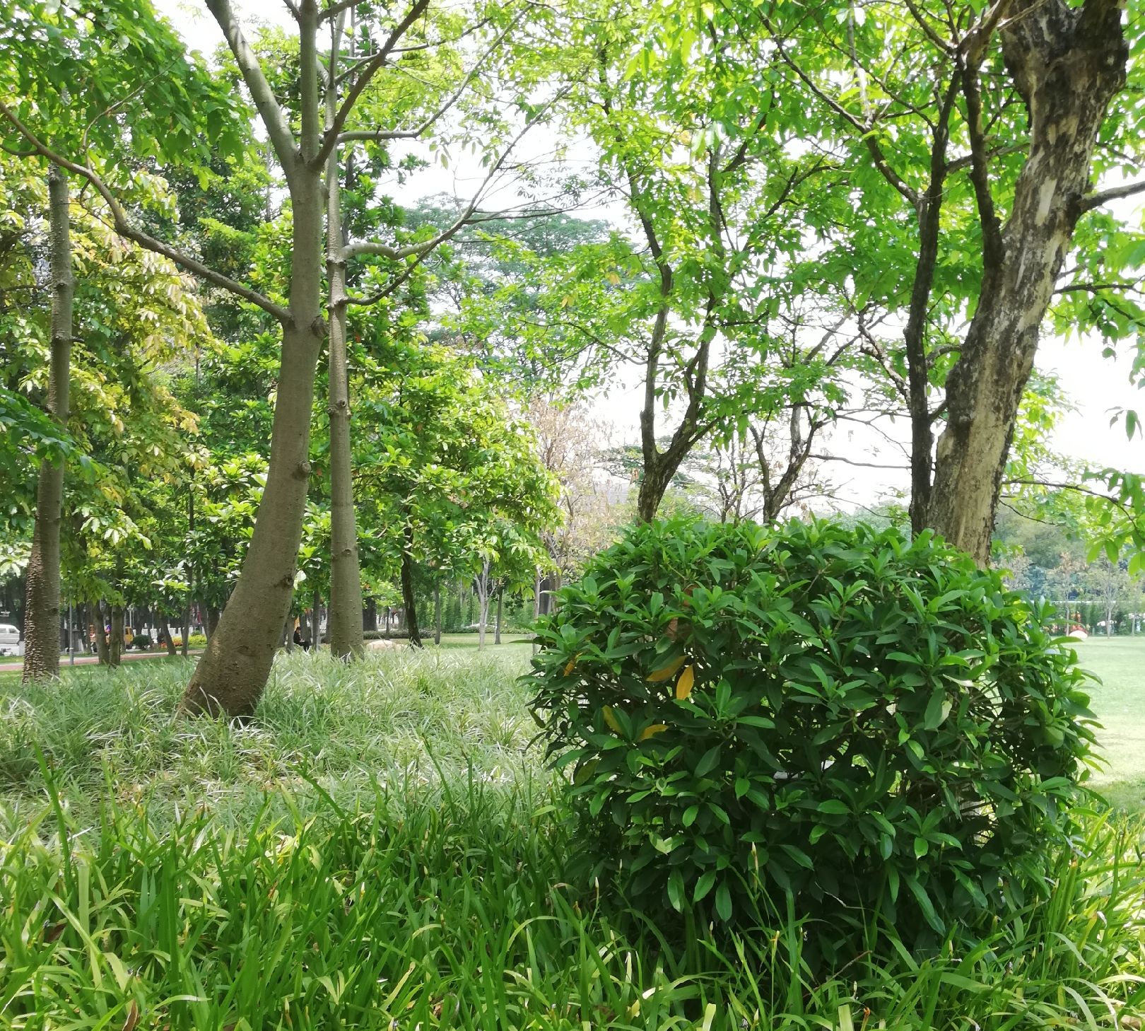 绿树成荫,五月是最美的花季