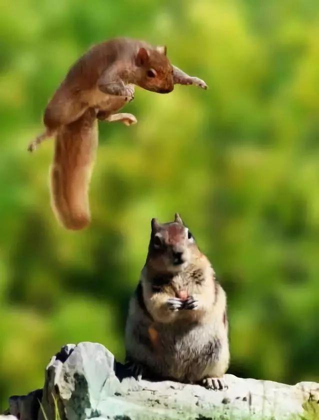 动物世界奇妙的巧合,实在太有趣了!忍不住发给你看看