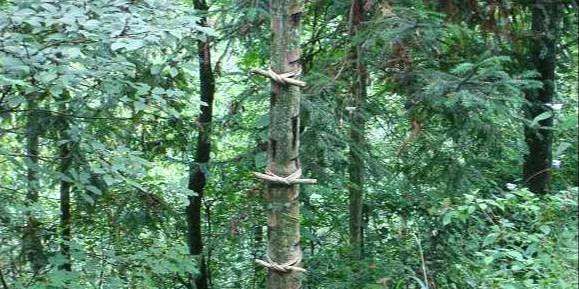 神奇的"漆树"你了解吗?