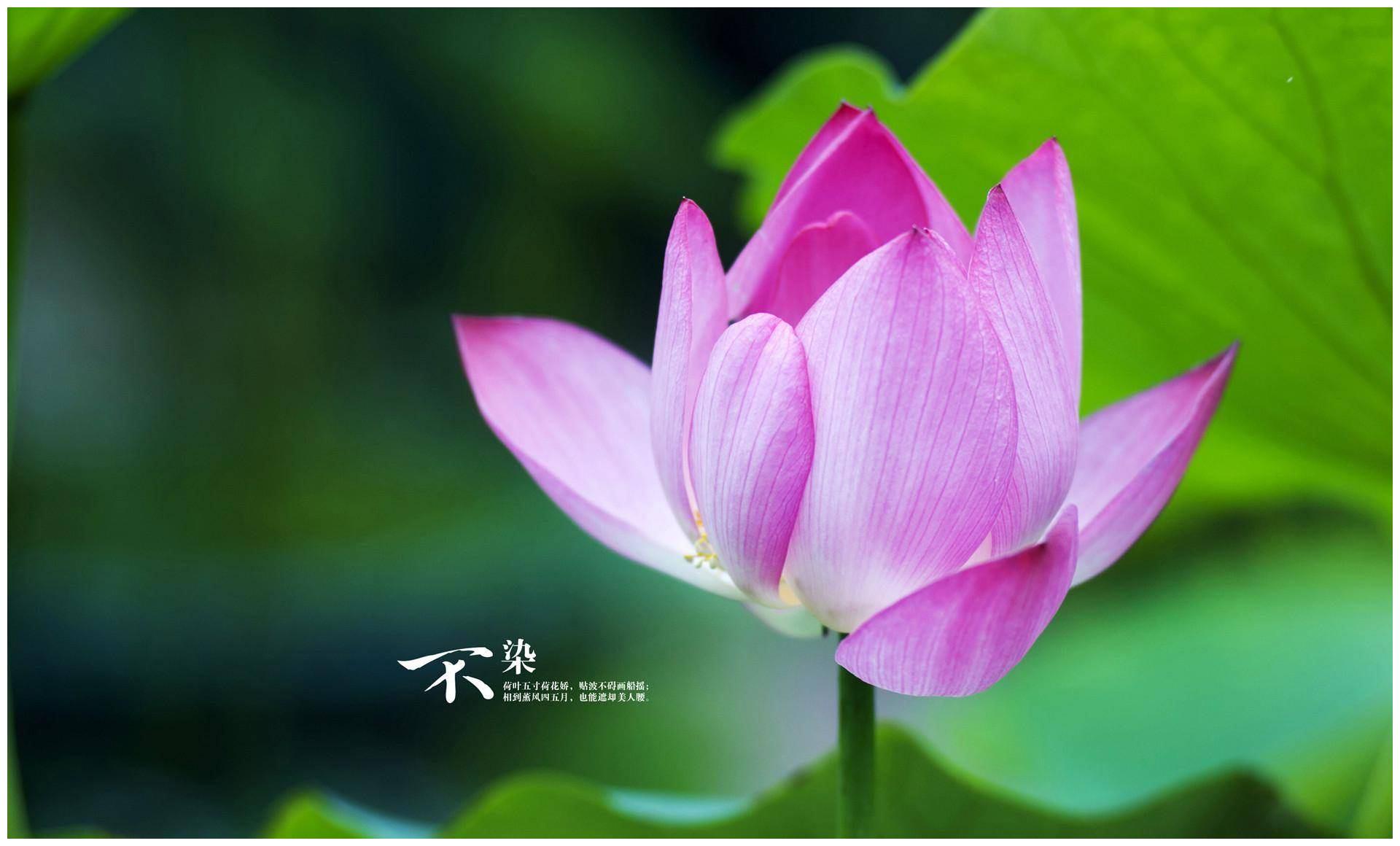还有3天 从6月1日开始获得2连3中大奖 享受荣华的4个生肖