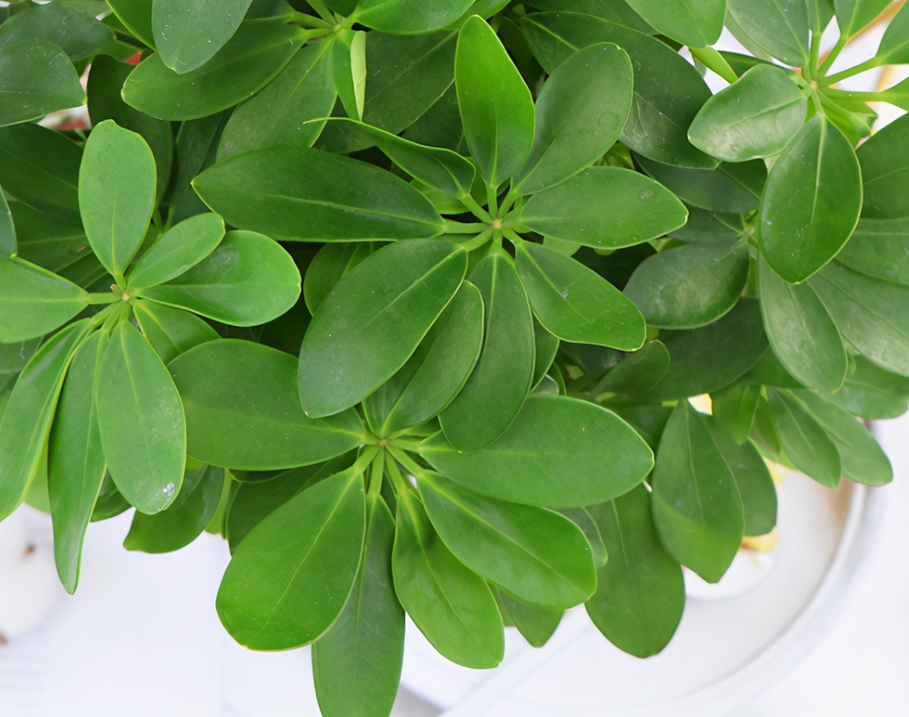 鸭掌木养护有讲究,了解几点,植株长得枝繁叶茂,告别黄叶掉叶