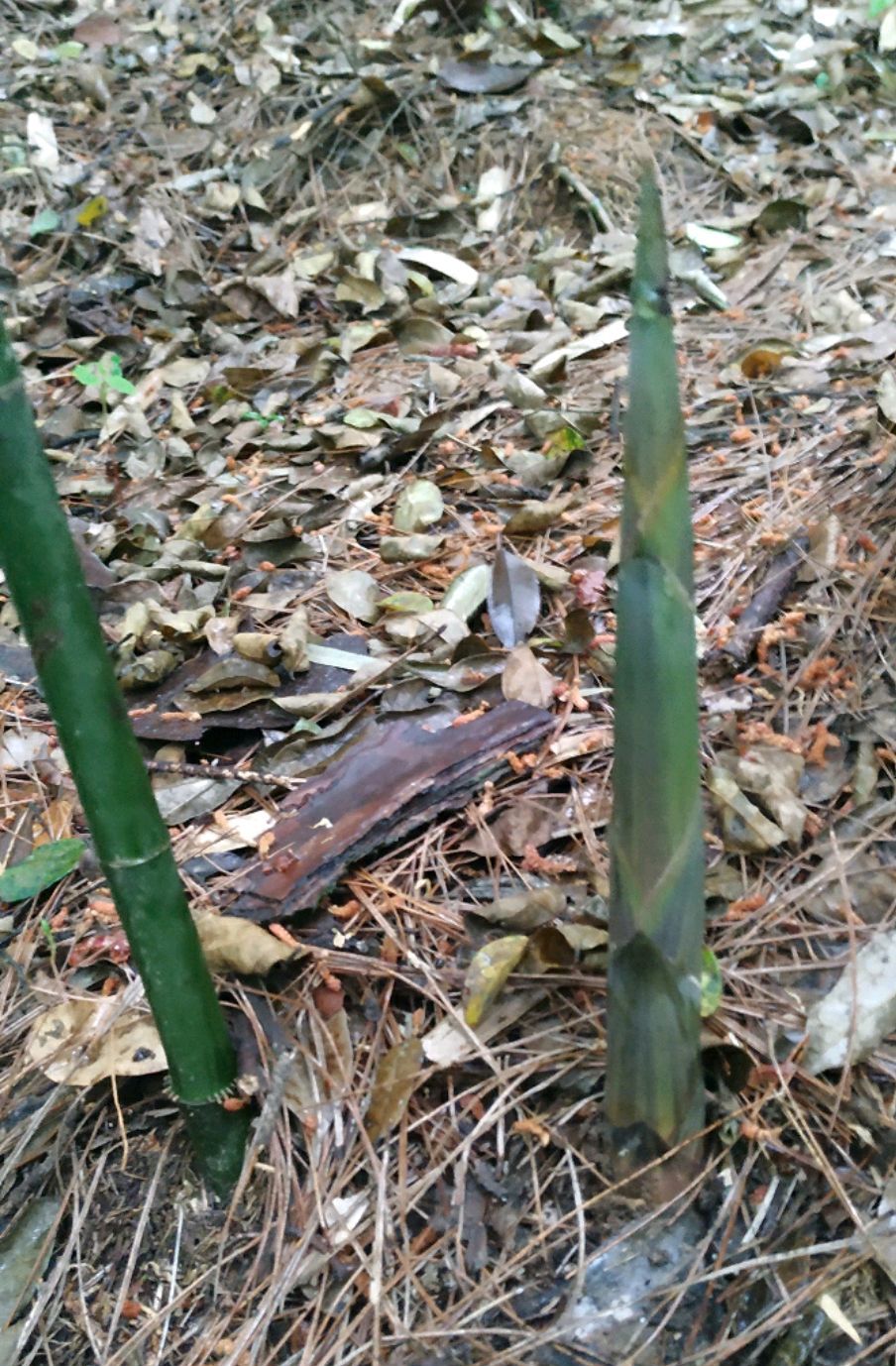 竹林深处采集野生小竹笋的美好时光