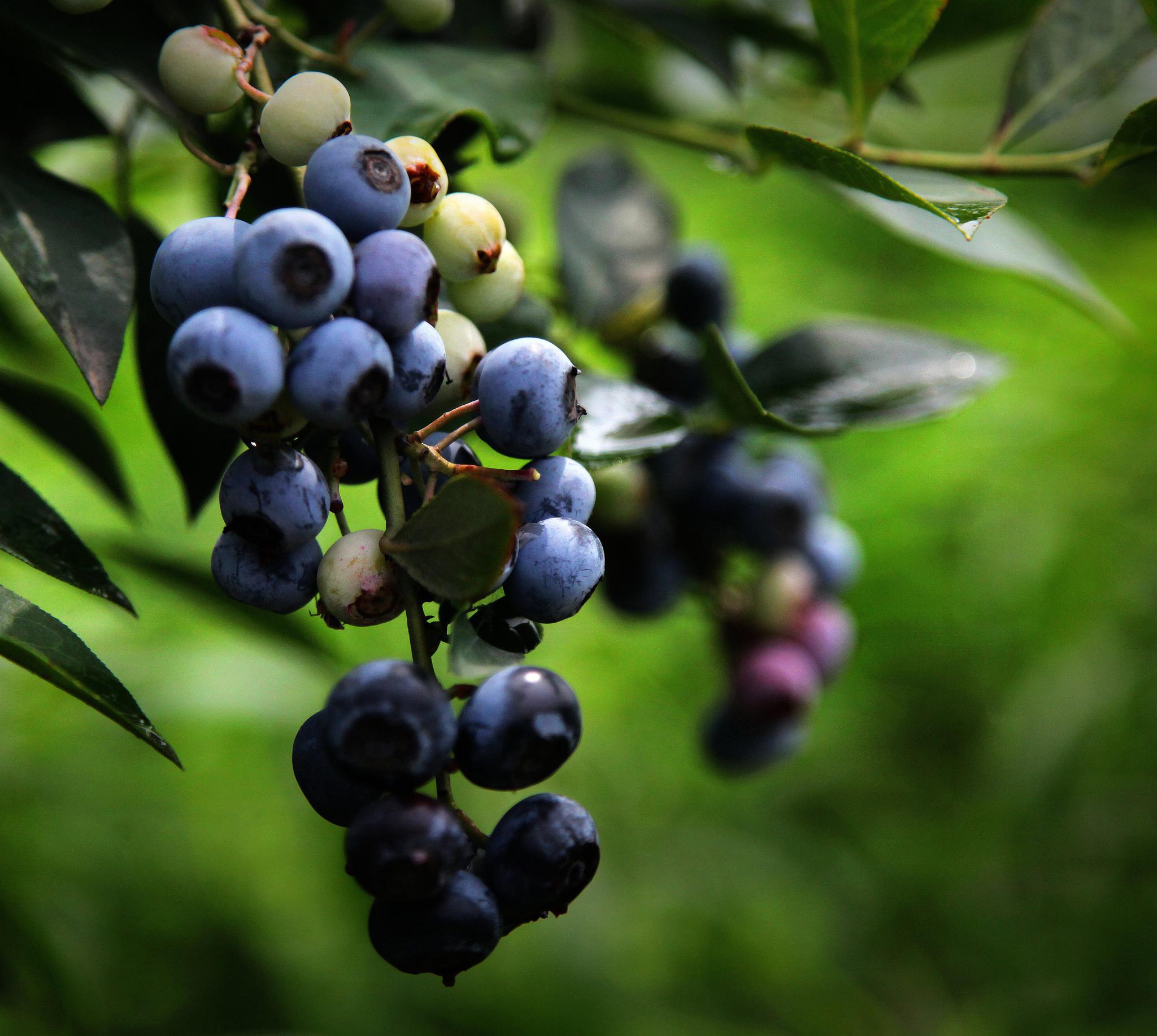溧阳曹山白露山蓝梅节如火如荼——快去采蓝梅喽!