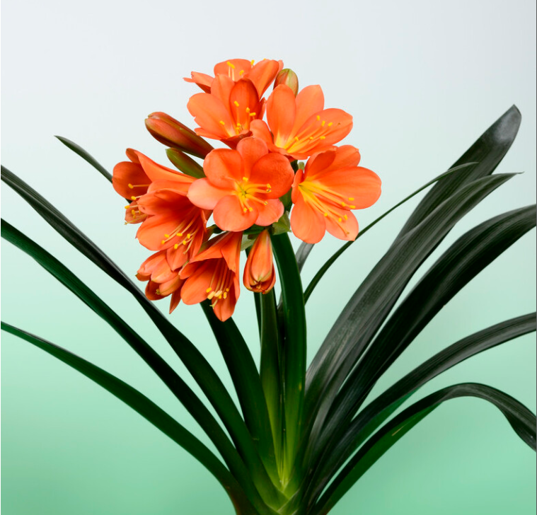 金秋九月养花别忘做三件事 长势旺 开花多 一样也少不了