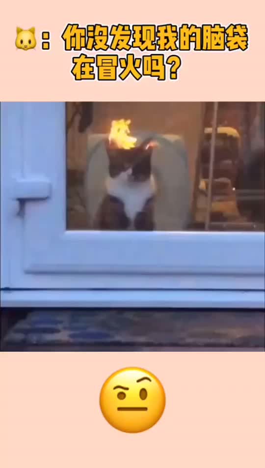 路人发现房间里的猫咪,头上竟着火了,路人都被吓呆了!