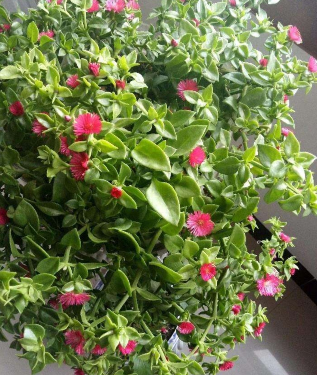 家中养牡丹吊兰掌握5个养护技巧长得枝繁叶茂开花美艳