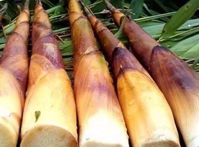 老家山中的竹笋