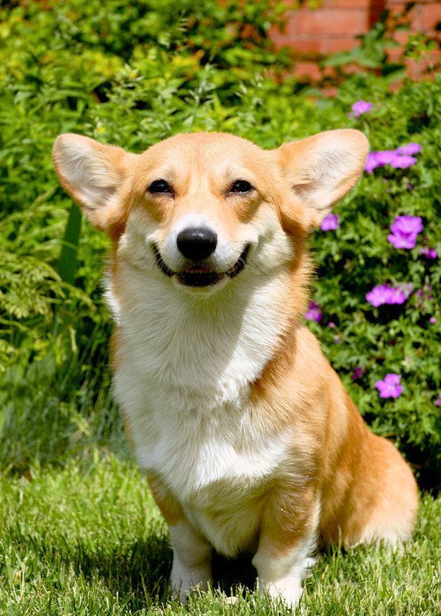 谁说只有人类才会有表情,这些狗狗的开心难道不可以感染人吗?