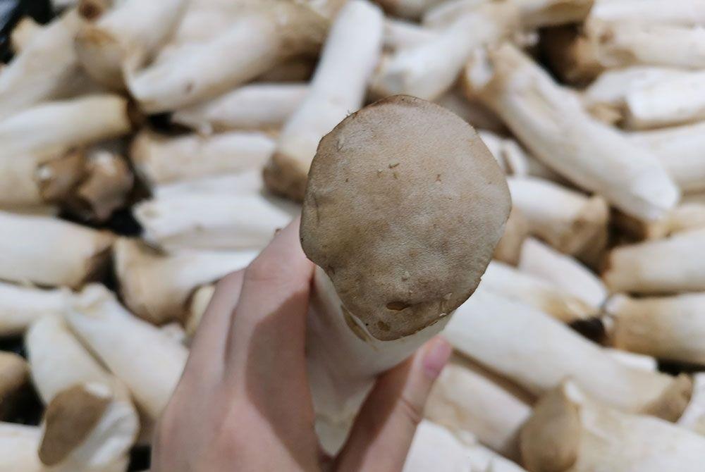买杏鲍菇挑大的好还是小的好老菜农牢记这5点保准选不错