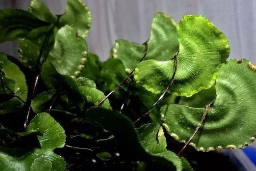 我国特有的珍稀蕨类植物宛如灵芝的荷叶铁线蕨