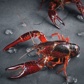 今年夏天,你实现小龙虾自由了吗?休闲区蓝鸢梦想 - Www.slyday.coM 今年夏天,你实现小龙虾自由了吗?休闲区蓝鸢梦想 - Www.slyday.coM