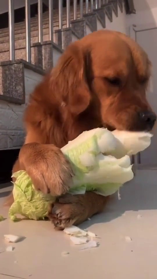 喜欢吃白菜的狗,就应该是这样的,太能吃了