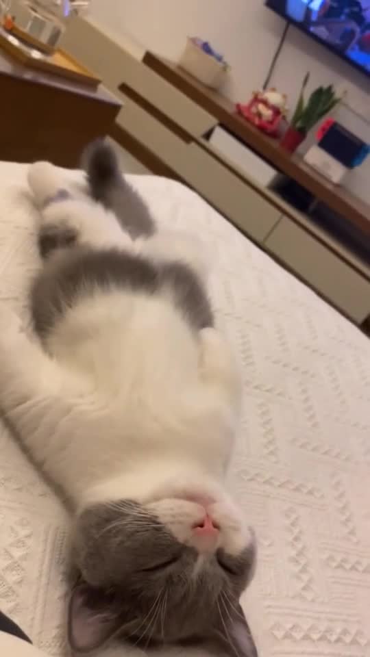 猫咪的幸福生活,大爷躺就是舒服,又是躺尸的一天!