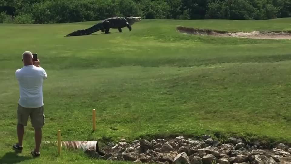 草坪出现巨型鳄鱼,走路的姿势霸气侧漏,镜头记录全过程