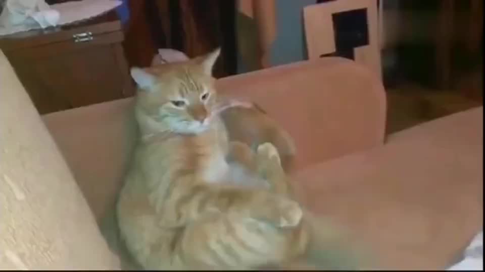 网友想试猫咪的膝跳反应猫差点没把自己踹蒙橘猫再来我跟你绝交 网友想试猫咪的膝跳反应猫差点没把自己踹蒙橘猫再来我跟你绝交
