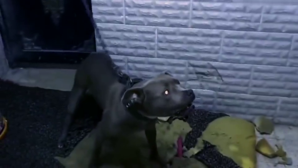 比特犬的脾气真狂暴 看它目露凶光的样子就害怕 太凶了