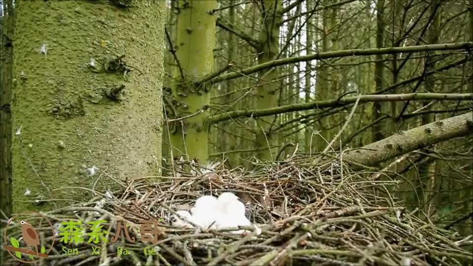 森林里的一窝雀鹰,鸟妈妈把小鸟拔毛后带回去给孩子吃