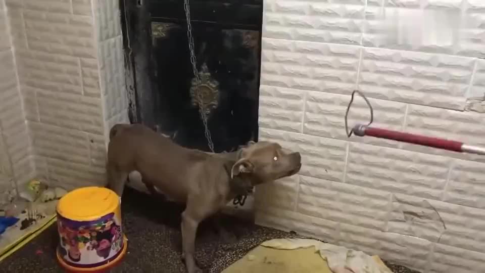 训狗师抓捕脾气狂暴的比特犬 尖牙外露非常吓人的狗狗