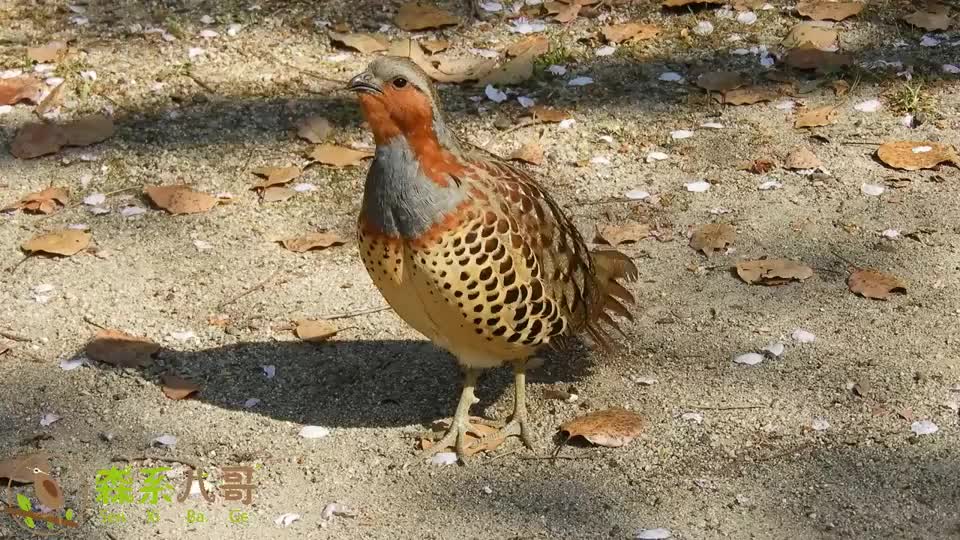 竹鸡的叫声,一次听个够,似乎在说:你好怪!你好怪!