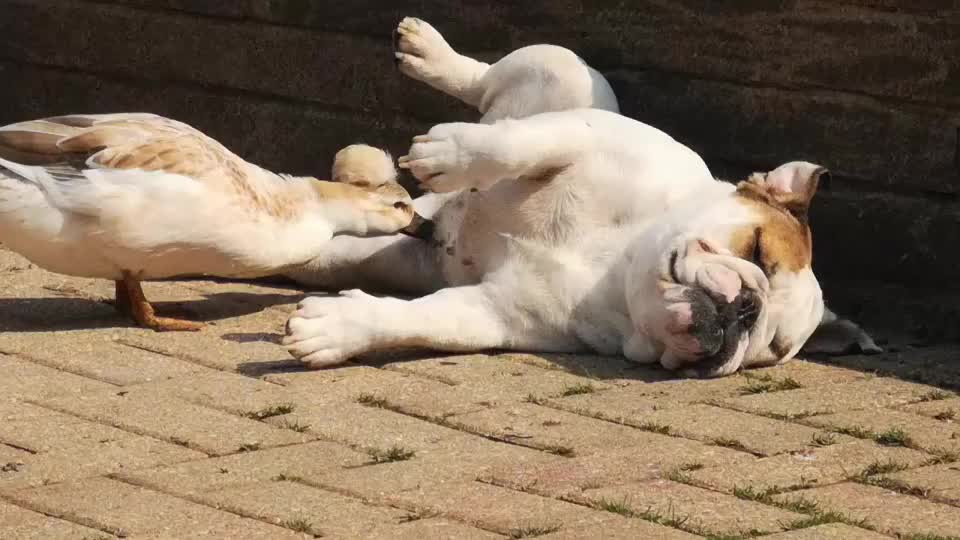 狗狗躺在地上,鸭子在一旁给它挠痒痒,下一秒忍住不要笑