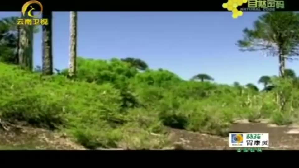 恐龙灭绝的真正原因是它，彗星撞地球不止你想象的那么简单！