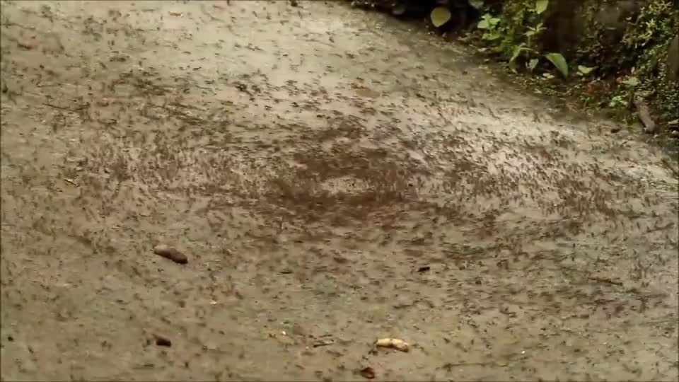 蚂蚁一旦陷入死亡漩涡,持续转圈直至累死,这是怎么了?