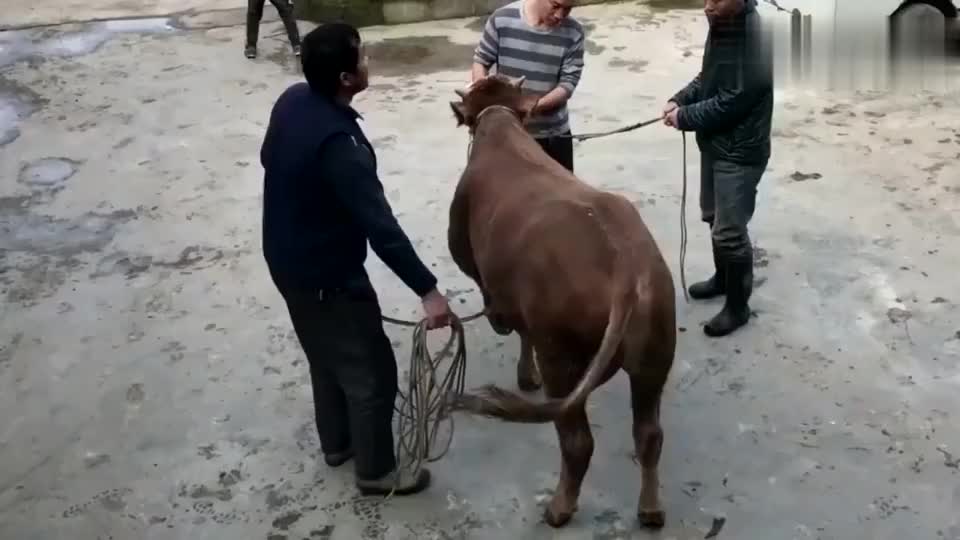 农村几个人合伙放倒百斤重的黄牛,拿起大锤不是杀牛,这是干啥?