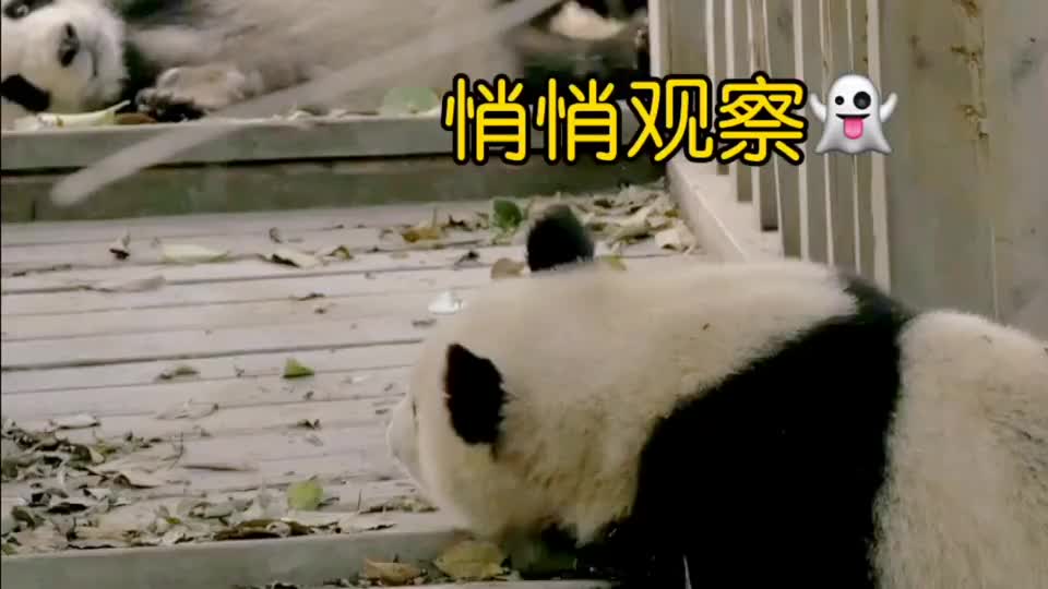 国宝教你哄女朋友的正确方式,撒泼耍赖最无敌_新浪新闻
